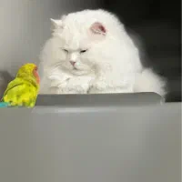 گربه پرشین چشم هیتروکروما|گربه|کرمان, |دیوار