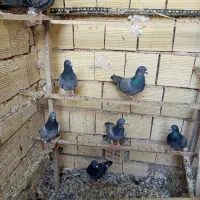 سلام یه تعداد کبوتر نو گنده