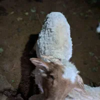 بره نر|حیوانات مزرعه|اسالم, |دیوار