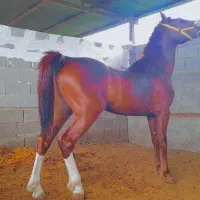 فروش نریان درجه یک با شجره