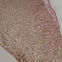 برنج طارم و فجر