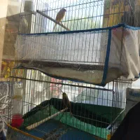 قناری زرقان فروشی دهن زن