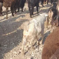 فروش 5عدد بز ..4عددماده.1عدد نر|حیوانات مزرعه|ماهنشان, |دیوار