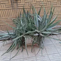 گل وگیاه الورا