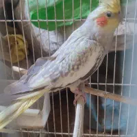 دو عدد عروس هلندی بزرگ