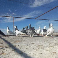 کبوتر کفتر  پرشی نر