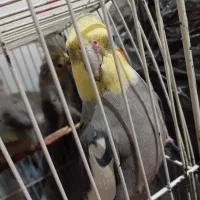 عروس هلندی کاملا رام و دستی سخنگو  با تخفیف