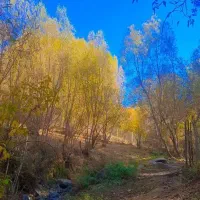 باغ گردو و آلو روستای وهنان