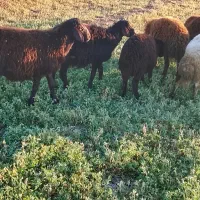 3عدد بره نر درجه یک و 2عدد بره ماده دامازلخ