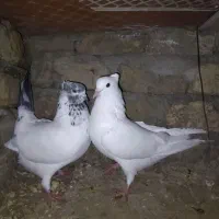 کبوتر