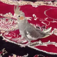 جوجه عروس هلندی 45 روزه|پرنده|سراب, |دیوار