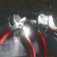 هرس کاری انواع درختان|خدمات باغبانی و درختکاری|نوشین شهر, |دیوار