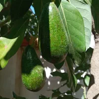 اواکادو درختی اورکانیک