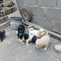 کهره نرهست