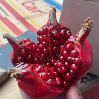 فروش تکی و عمده انار دکوری شب یلدا چهار قاچ|صنایع دستی و سایر لوازم تزئینی|تهران, خانی آباد نو شمالی|دیوار