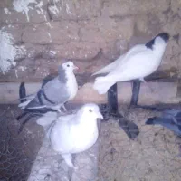 جوجه کبوتر