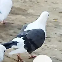 کبوتر پشتار ماده|پرنده|فردیس, شهرک ۱۱۰|دیوار