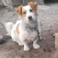 دو سگ پا کوتاه ب فروش میرسد|سگ|مشگین شهر, |دیوار