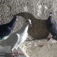 3 عدد غوله پرشی