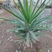 تعدادی گل یوکا بفروش میرسد|گل و گیاه طبیعی|کوچصفهان, |دیوار