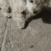 واگذاری اشپیتز|سگ|سقز, |دیوار