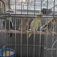عروس هلندی