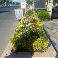 خدمات باغبانی کاشت گل و گیاه خاک گلدون گل باغچه|خدمات باغبانی و درختکاری|تهران, سهروردی|دیوار