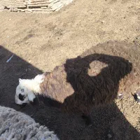 5تا بره نر قیمت 340ت|حیوانات مزرعه|تربت جام, معدآباد|دیوار