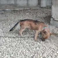سگ پاکوتاه