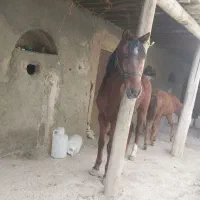 اسب|اسب و تجهیزات اسب‌سواری|لالجین, |دیوار