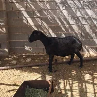 گوسفند