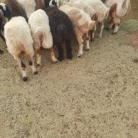 بره