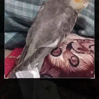 گمشده
