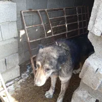 حیوان|سگ|طاغنکوه, |دیوار