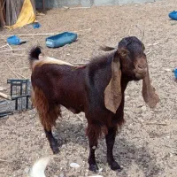 نر پاکستانی دوساله