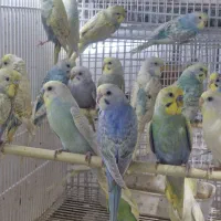 مرغ عشق