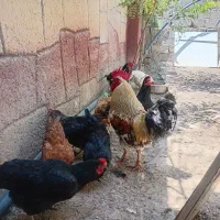 مرغ تخمگذار و خروس