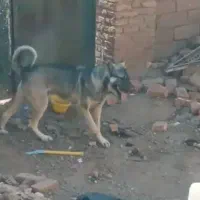 گم شده|سگ|سلماس, |دیوار