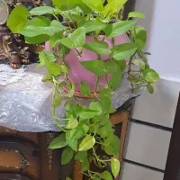 گل طبیعی|گل و گیاه طبیعی|گناباد, |دیوار