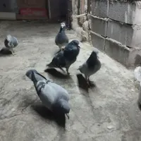 ۵عددکبوتر المانی باهم دونه۲۰۰ به شرط پرش جوجه|پرنده|بومهن, |دیوار