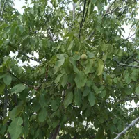 باغ فروشی با انواع درختان میوه شهر سامان|فروش زمین و ملک کلنگی|اصفهان, مارچین|دیوار