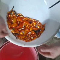 ماهی قرمز|ماهی|مزرعه کتول, |دیوار