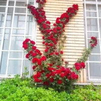 شرکت نظافتی