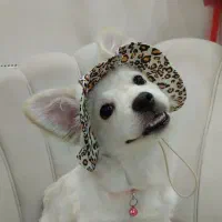 سگ پامر