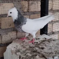 ۲ تا طوقی ماده الماسی کار داده و آماده جفتن