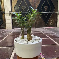 گل و گیاهان طبیعی|گل و گیاه طبیعی|قم, سالاریه|دیوار