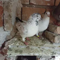 کبوترا سالم