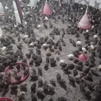 فروش جوجه بلدرچین اصل  ژاپنی