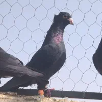 کبوتر سیاه کاکولی کرمونی|پرنده|شیراز, جرسقان|دیوار