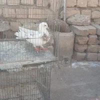 نرطوقی غلط دار(یکتی)